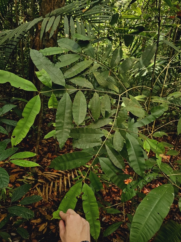 Calophyllum rubiginosum (Calophyllum rubiginosum)