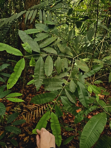 Calophyllum rubiginosum (Calophyllum rubiginosum)