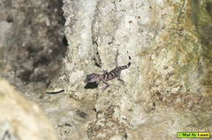 Goniurosaurus catbaensis