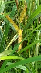Carex comosa
