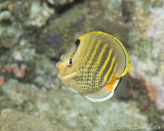 Chaetodon punctatofasciatus