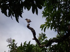 Mimus parvulus parvulus