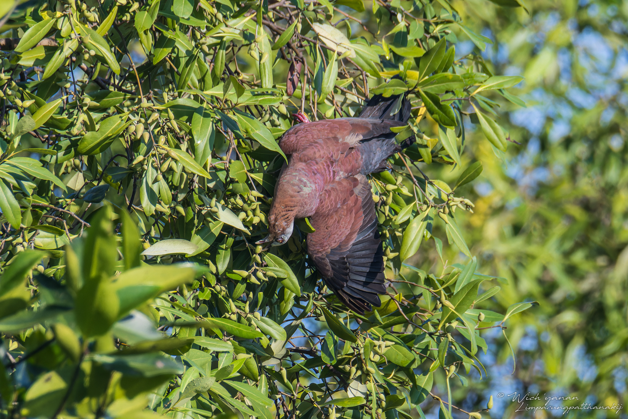 Pale-capped Pigeon