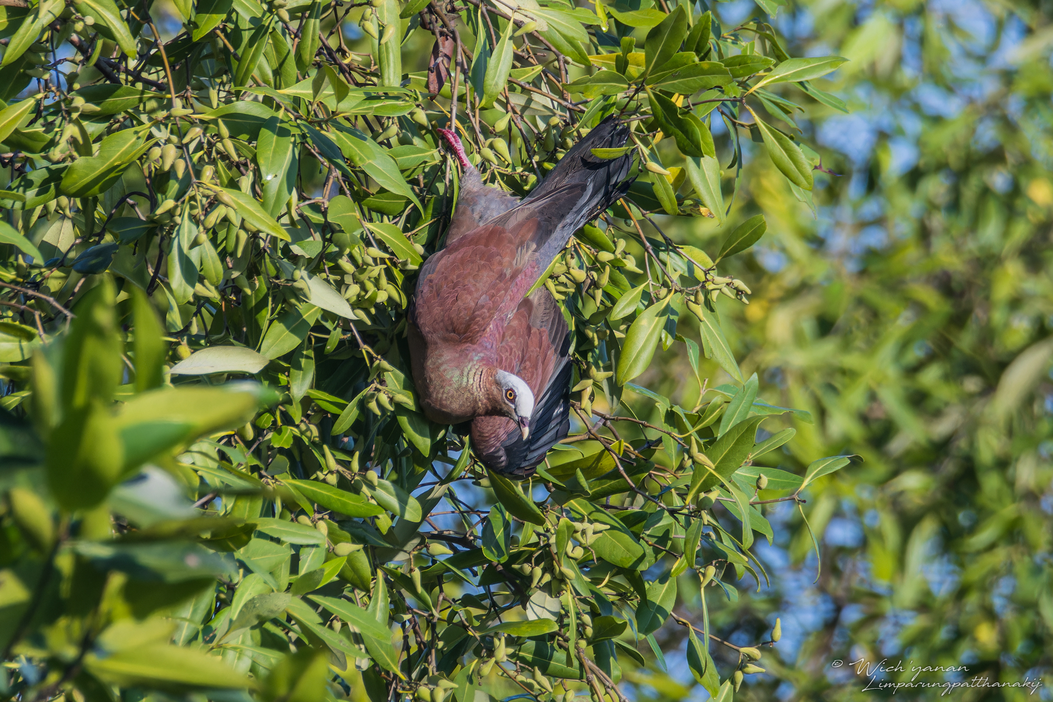 Pale-capped Pigeon