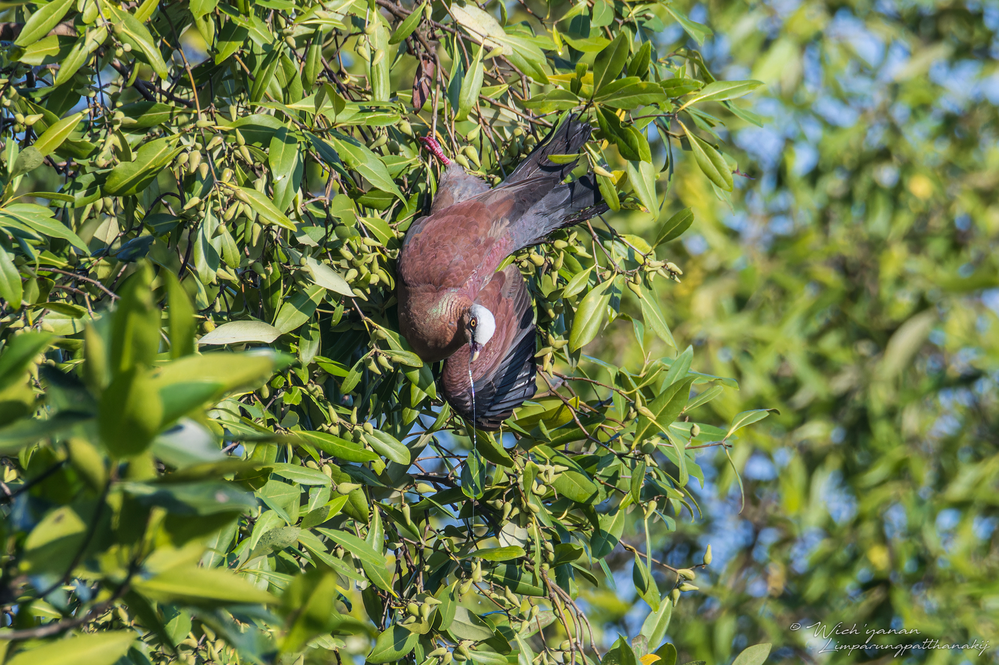 Pale-capped Pigeon