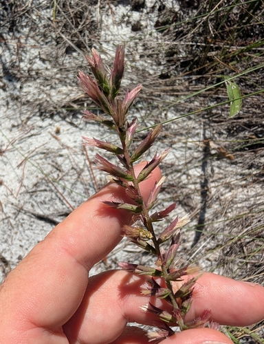 Godfrey's blazing star (Liatris provincialis)