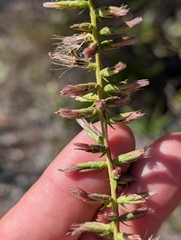 (c) Scott Allen Davis, some rights reserved (CC BY) Liatris provincialis, photograph (c) Scott Allen Davis, some rights reserved (CC BY)