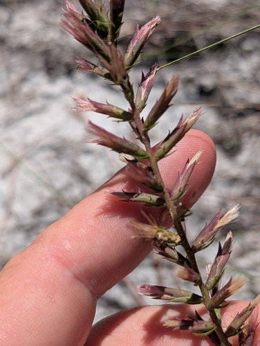 Image of Liatris provincialis by (c) Scott Allen Davis, some rights reserved (CC BY)