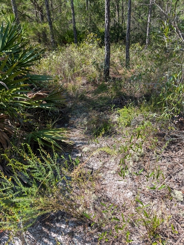 Liatris provincialis, photograph 4