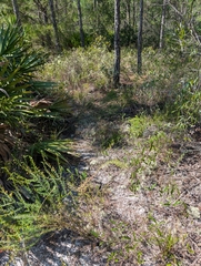 (c) Scott Allen Davis, some rights reserved (CC BY) Liatris provincialis, photograph (c) Scott Allen Davis, some rights reserved (CC BY)