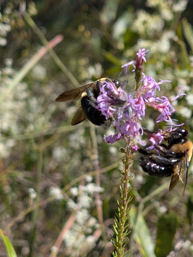 Liatris provincialis, photograph 5