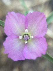 Clarkia gracilis