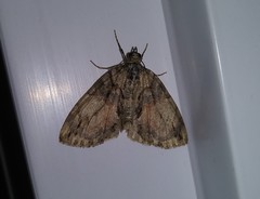 Hydriomena perfracta