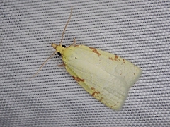 Cenopis pettitana