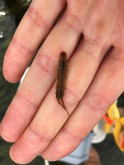 Pentidotea montereyensis