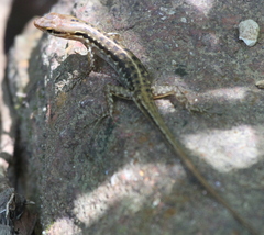 Sphenomorphus melanopogon