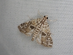 Elophila gyralis