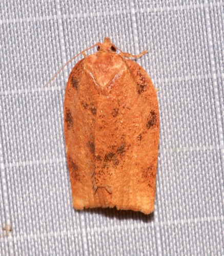 Obsolete-banded Leafroller Moth photo 5