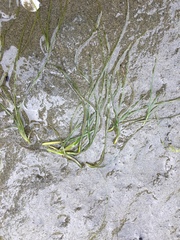 Zostera japonica
