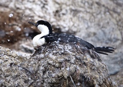 Leucocarbo bransfieldensis