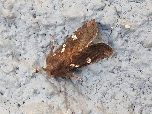 Meadow Rue Borer Moths photo 3