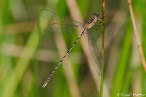 Plateau Spreadwing photo 3