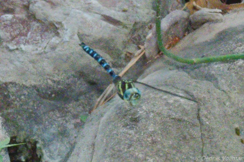 Persephone's Darner photo 3