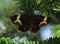 Rheumaptera hastata