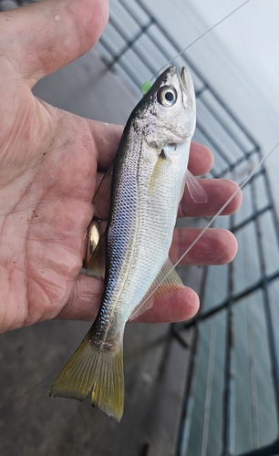 Queenfish (Seriphus politus) — Sciaenidae — 5