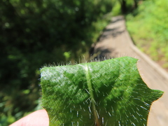 Leontodon saxatilis saxatilis