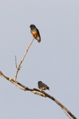 Chelidoptera tenebrosa