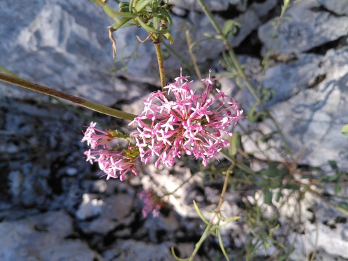 Image of Centranthus lecoqii by (c) Yves Bas, some rights reserved (CC BY)