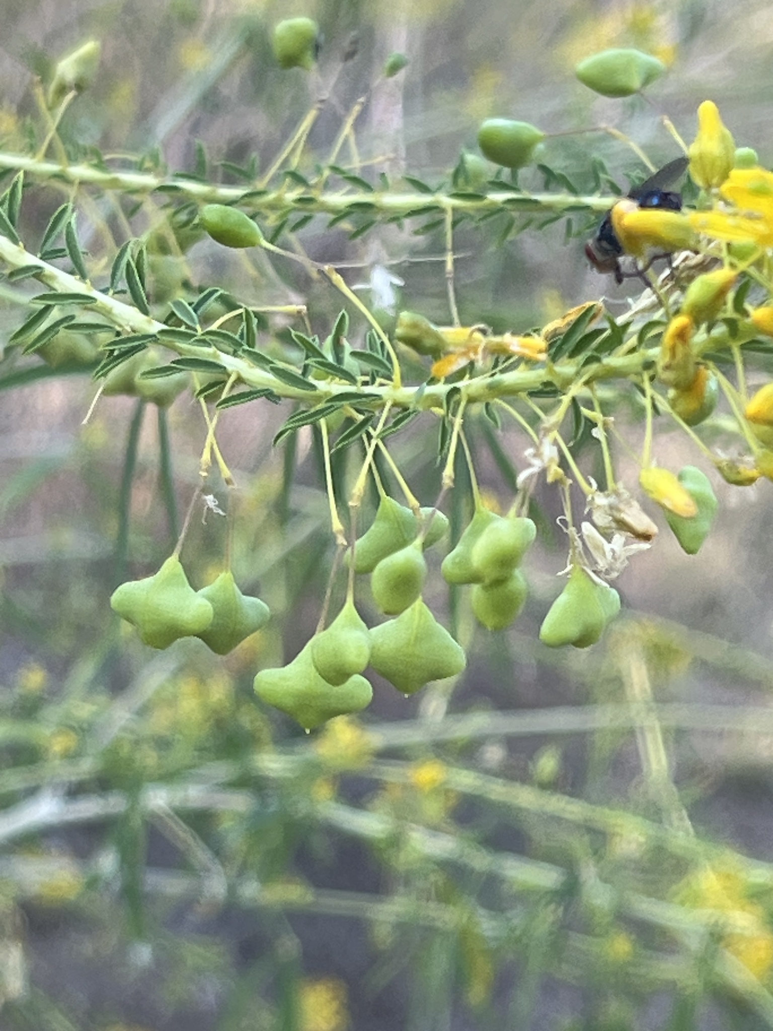 Narrowleaf Rhombopod (Cleomella angustifolia)