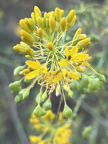 Image of Cleomella angustifolia by no rights reserved