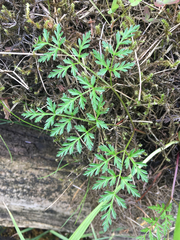 Conioselinum