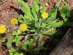 Leontodon saxatilis saxatilis