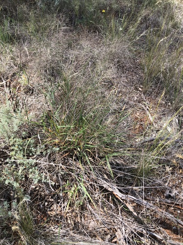 Austrostipa tuckeri