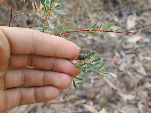 Image of Pultenaea euchila by (c) Lucas Christofides, some rights reserved (CC BY)