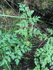 Conioselinum
