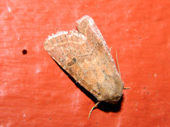 Protorthodes oviduca