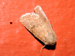 Protorthodes oviduca