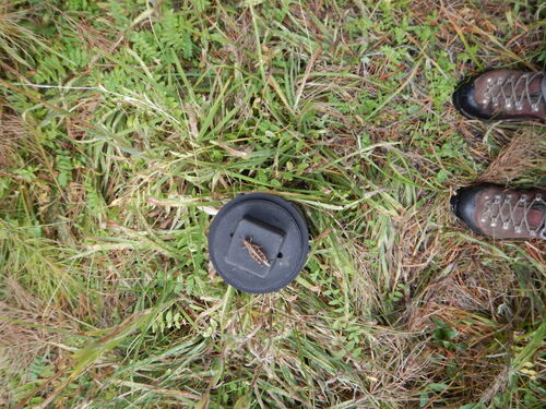iNaturalist observation photo of North American Spur-throated Grasshoppers