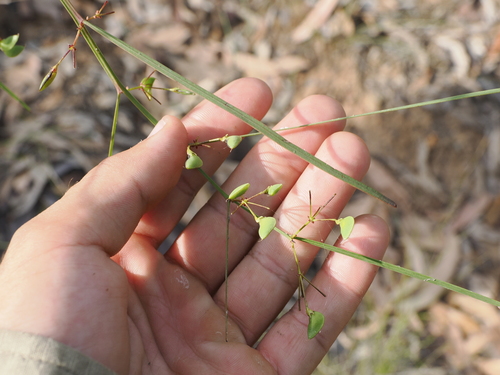 Image of Daviesia wyattiana by (c) Lucas Christofides, some rights reserved (CC BY)