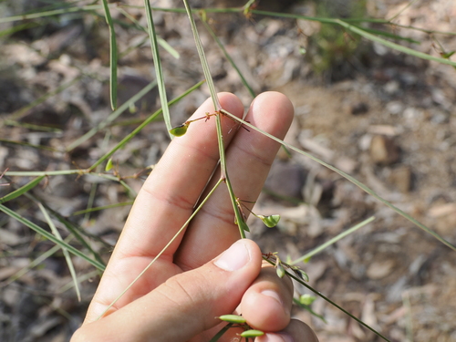 Image of Daviesia wyattiana by (c) Lucas Christofides, some rights reserved (CC BY)