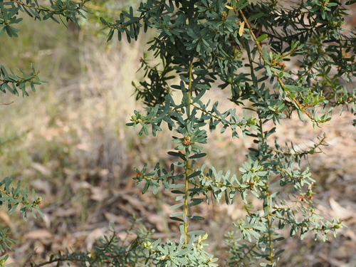 Image of Pultenaea flexilis by (c) Lucas Christofides, some rights reserved (CC BY)