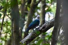 Green Imperial Pigeon photo 4