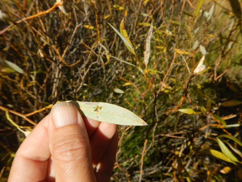 iNaturalist observation photo of Aphids