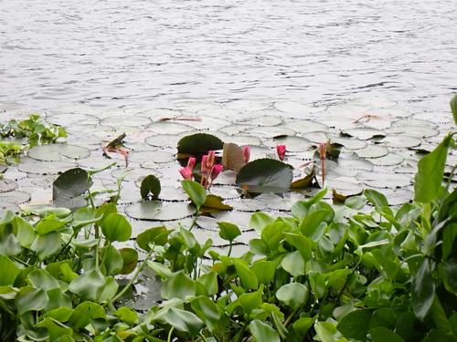 Nymphaea rubra
