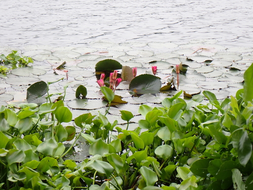 Nymphaea rubra