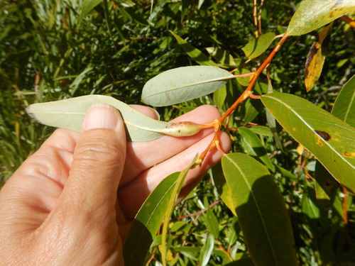 iNaturalist observation photo of willow beaked-gall midge